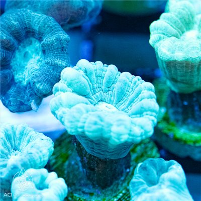 Caulastrea - Green Trumpet