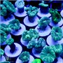 Caulastrea - Green Trumpet