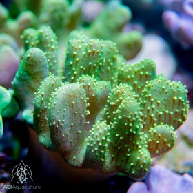 Lobophytum - NEON Green Devil's Hand Leather M Lobophytum - NEON Green Devil's Hand Leather M