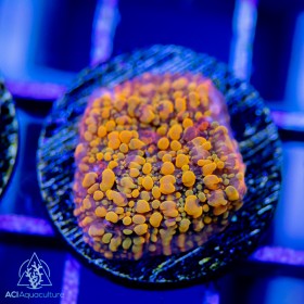 ACI Cloudberry Chalice ACI Cloudberry Chalice