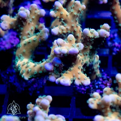 ACI Plasma Blast Anacropora - BUY TWO - 1 FREE