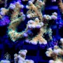 ACI Plasma Blast Anacropora - BUY TWO - 1 FREE