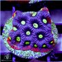 Favites - War Purple