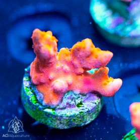 ACI Red Setosa Montipora (Frag To Order) ACI Red Setosa Montipora (Frag To Order)