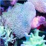 Sarcophyton - Neon Green Long Polyp Toadstool M
