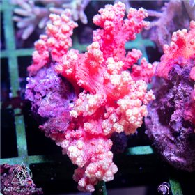 Scleronephthya- Carnation Red Silk (Indo-Pacific) M/L