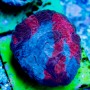 Australomussa - Metallic Reds (Indo-Pacific) Lg