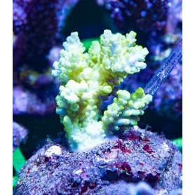 Acropora sp - Maricultured sm- Premium Acropora sp - Maricultured sm- Premium