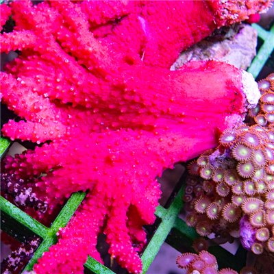 Alcyonium  - Red Chilli Coral (Indo-Pacific) M