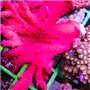Alcyonium  - Red Chilli Coral (Indo-Pacific) M