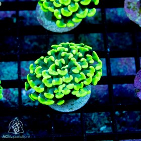 F paraancora -Toxic Green Branching Hammer (Indo-Pacifc)