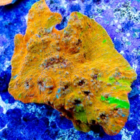 Echinophyllia sp. Ultra Orange Multi Color (Indo-Pacific) Echinophyllia sp. Ultra Orange Multi Color (Indo-Pacific)