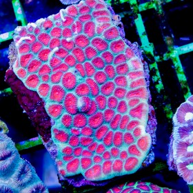 Favia sp - Ultra L (Indo-Pacific) Favia sp - Ultra L (Indo-Pacific)