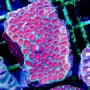Favia sp - Ultra L (Indo-Pacific)