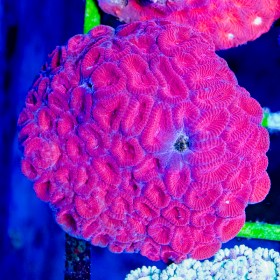 Favia sp - Ultra M (Indo-Pacific) Favia sp - Ultra M (Indo-Pacific)