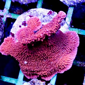 Montipora (Indo-Pacific) (L) Montipora (Indo-Pacific) (L)