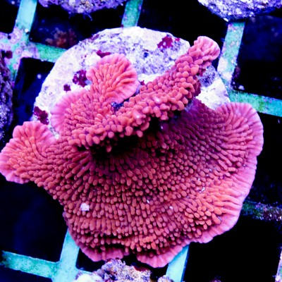 Montipora (Indo-Pacific) (L)