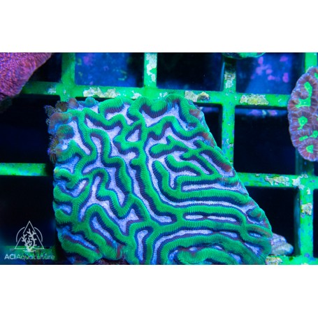 Goniastrea australensis - Maze Brain Pink M/L