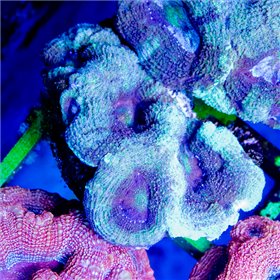 Bowerbanki - A Grade (M) bowerbanki - A Grade