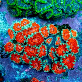 Micromussa lordhowensis - Red bicolor (Aus) (S) Micromussa lordhowensis - Red bicolor (Aus)