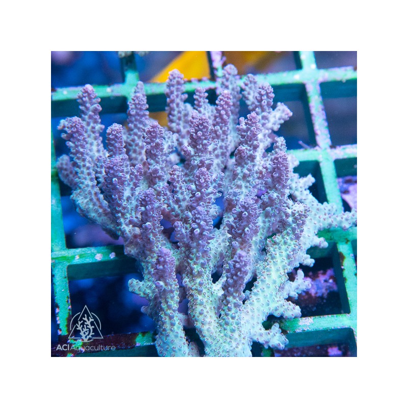 Aquacultured Assorted Green Acropora Coral (Acropora sp.) - ORA 