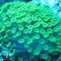 Alveopora - Ultra Green (L)