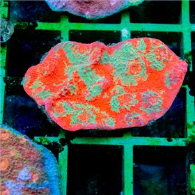 Echinophyllia sp. - Ultra Chalice