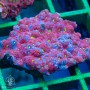 Favities sp. - War Coral Molted (L)