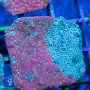 Favities sp. - War Coral Molted (L)
