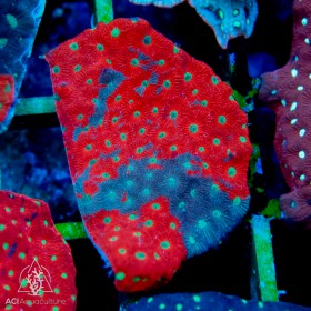 Favities sp. - War Coral Molted (L) Favities sp. - War Coral Molted (L)