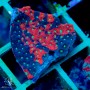 Favities sp. - War Coral Molted (L)