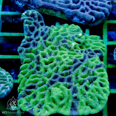 Goniastrea australensis - Maze Brain Colored Neon (L)