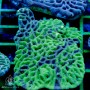 Goniastrea australensis - Maze Brain Colored Neon (L)
