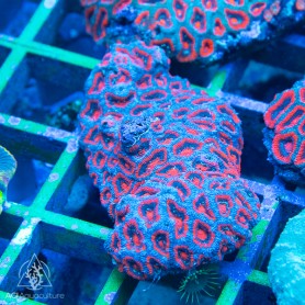 Micromussa amakusensis - Neon Red (M) Micromussa amakusensis - Neon Red (M)