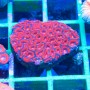 Micromussa amakusensis - Neon Red (M)