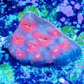 Mycedium elephantotus - Multi-Color (M) Mycedium elephantotus - Multi-Color (M)