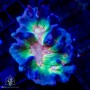 Pectinia sp. - Spiney Cup Colored Neon (M)