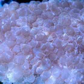 Plerogyra sinuosa - Pinkish (S/M) Plerogyra sinuosa - Pinkish (S/M)