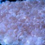 Plerogyra sinuosa - Pinkish (S/M)