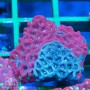 Favities sp. - War Coral Molted (M)