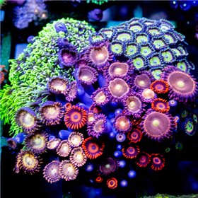 Zoanthid sp. - Multi-Rock Mix ULTRA (Md) Zoanthid sp. - Multi-Rock Mix ULTRA