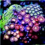 Zoanthid sp. - Multi-Rock Mix ULTRA