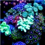 Zoanthid sp. - Multi-Rock Mix ULTRA