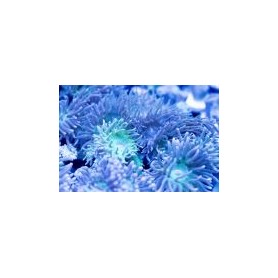 Duncan Frag - Triple