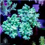 Sinularia sp. -  Neon Green Finger Bush (Indo-Packfic) M