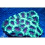 Favia sp. - Colored - Ultra (L)