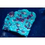 Favia sp. - Colored - Ultra (L)