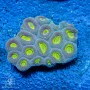 Favia sp. - Colored - Ultra (L)