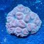 Favia sp. - Colored - Ultra (L)