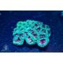 Favia sp. - Colored - Ultra (L)